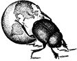 NY Entomology Society Dark Logo